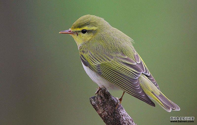 ����ݺ��ͼƬ