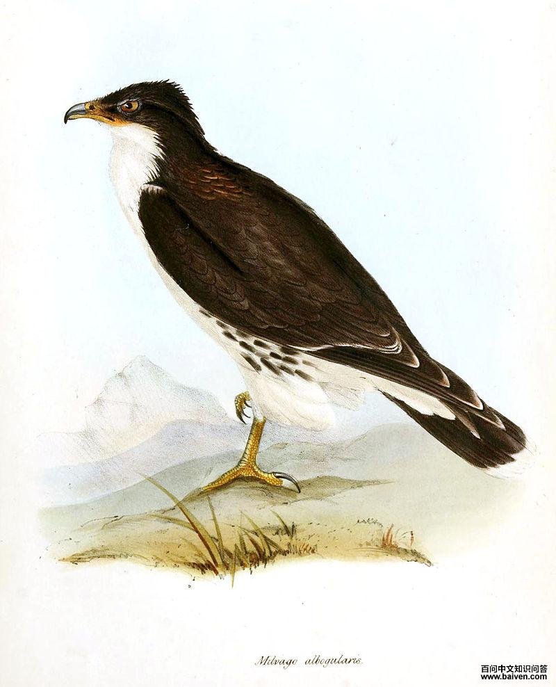 �׺�������ͼƬ