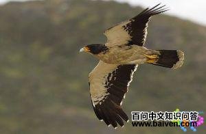 �׺�����