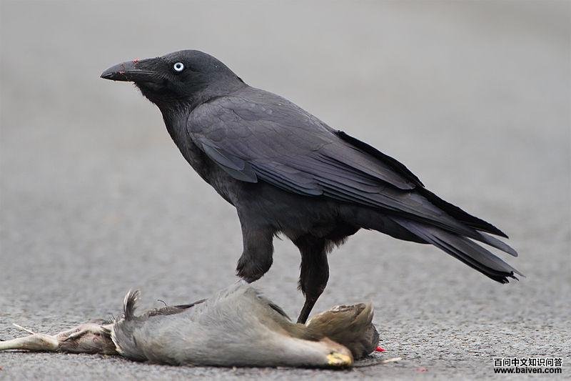 �ֶ�ѻ��ͼƬ