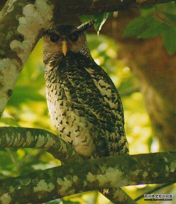 �ֵ��^��ͼƬ