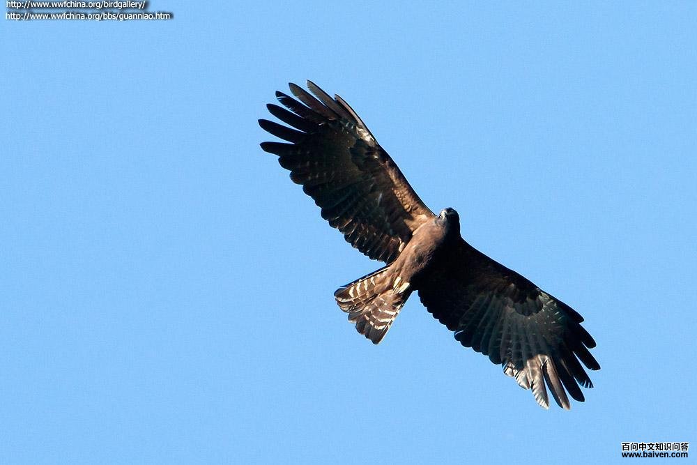 �ֵ�β������������