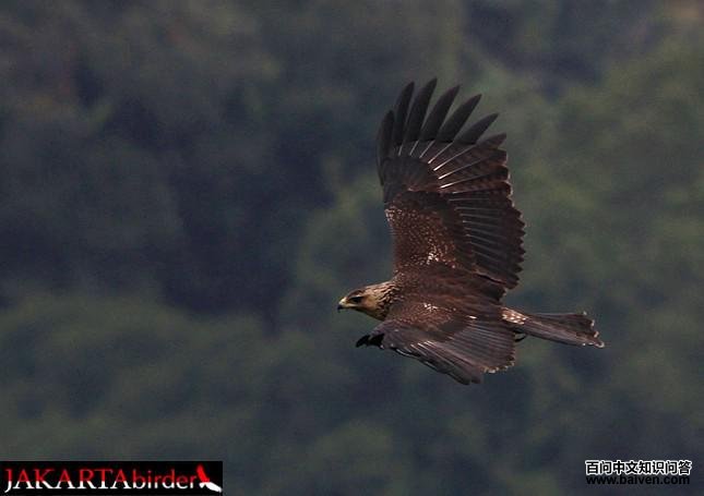 �ֵ��ǳ���