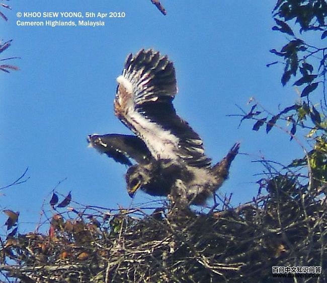 �ֵ񣺳��е�����