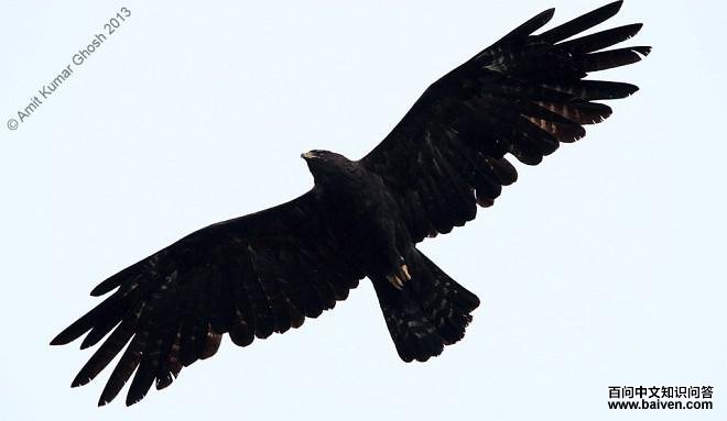 �ֵ�ӡ������