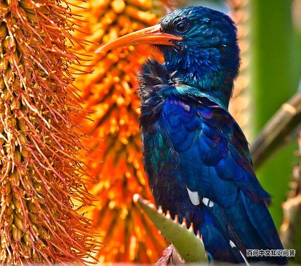 �ִ�ʤ�Ƶ�ͼƬ