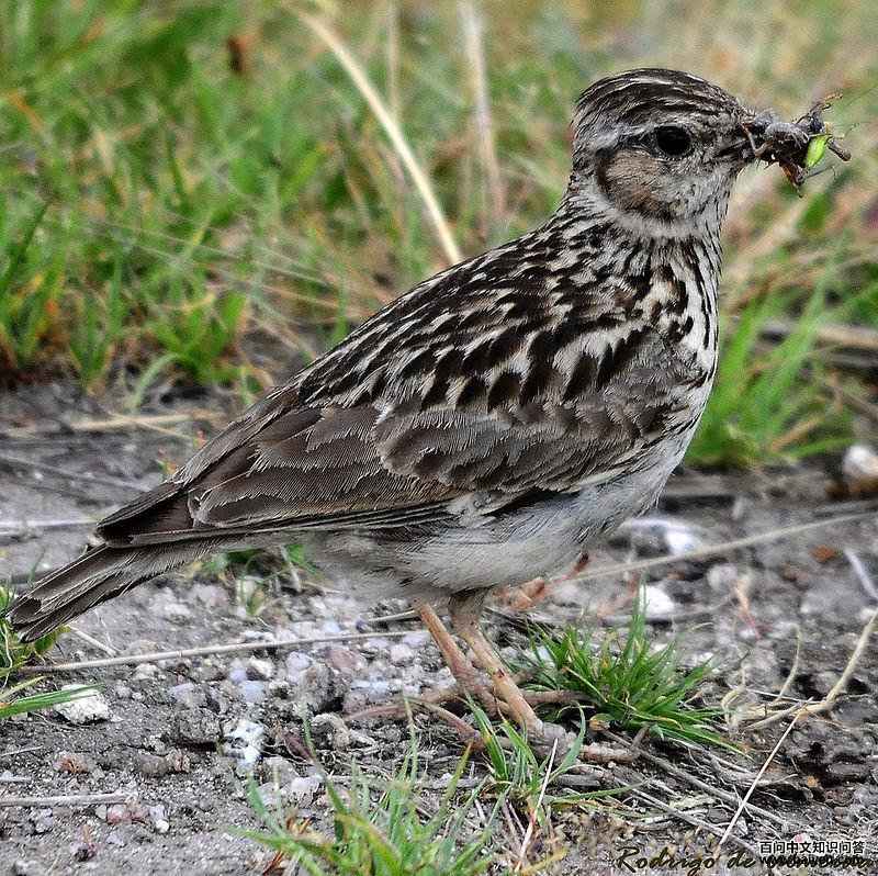 �ְ����ͼƬ