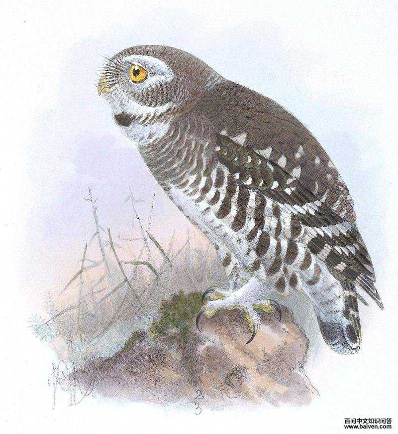 林斑小鸮 林斑小鸮的图片