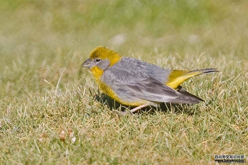 亮腰黄雀鹀 亮腰黄雀鹀的图片