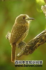 ��ͷ����