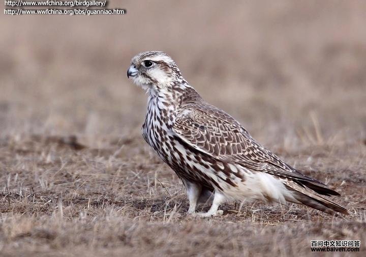 ������ͼƬ