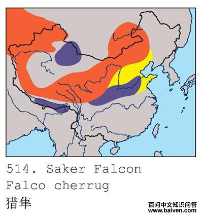 ���������ֲ�ͼ