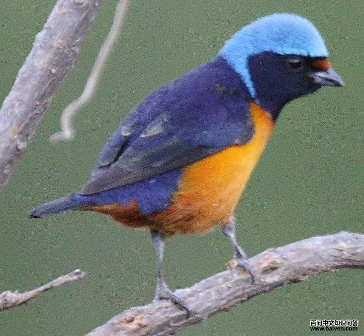 亮丽歌雀 亮丽歌雀的图片