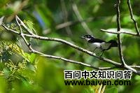 ����������l��ͼƬ