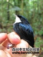 �׺����l��ͼƬ