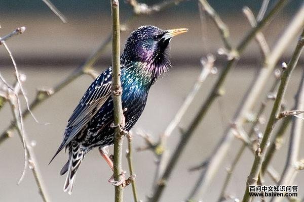椋鸟属 椋鸟属的图片