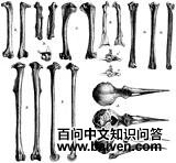 �޵������