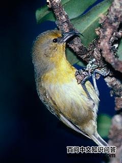 镰嘴雀 镰嘴雀的图片