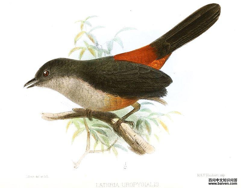 ����ɡ���ͼƬ