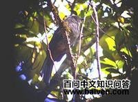 ����ɡ��