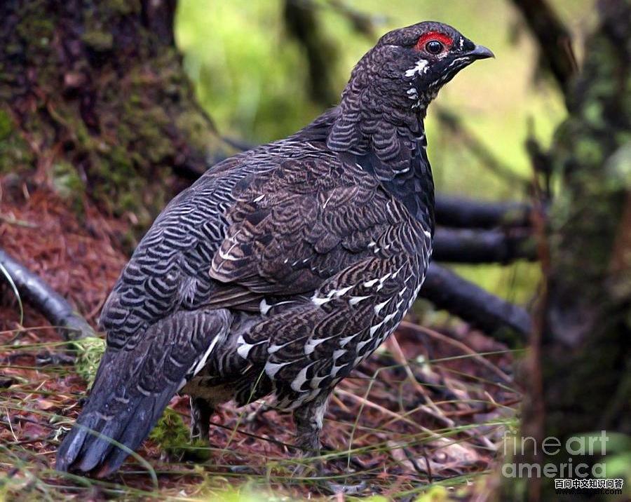 镰翅鸡 镰翅鸡的图片