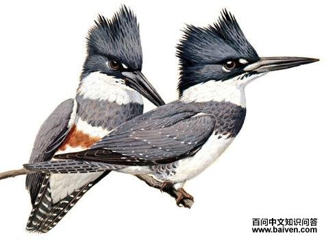 �׸��㹷����̬����ͼ