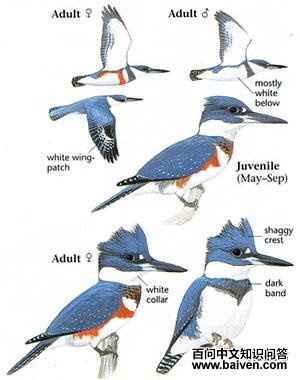 �׸��㹷����̬����ͼ