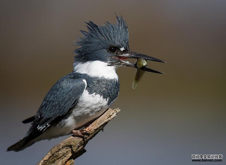 �׸��㹷������