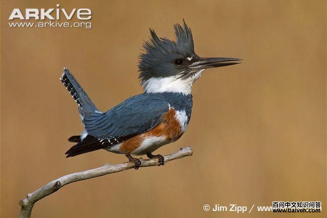 �׸��㹷������