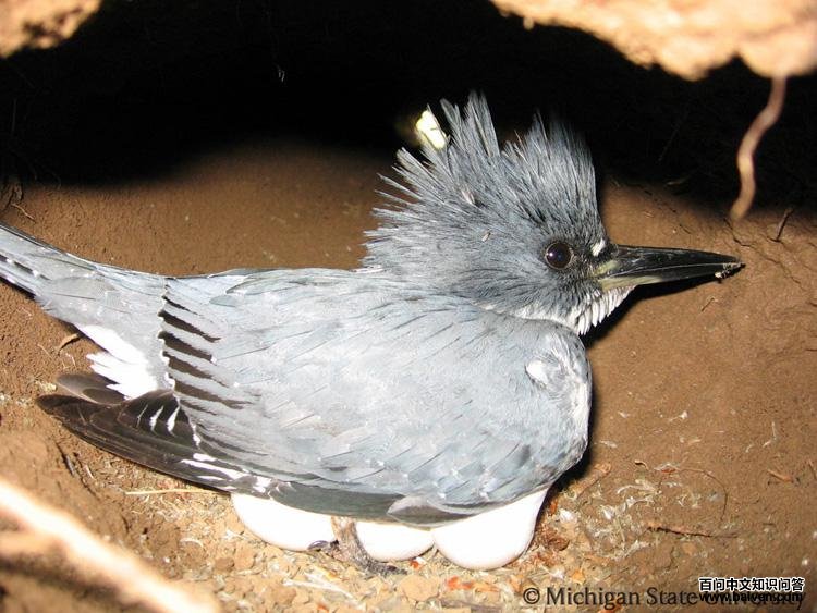 �׸��㹷�������ڷ���