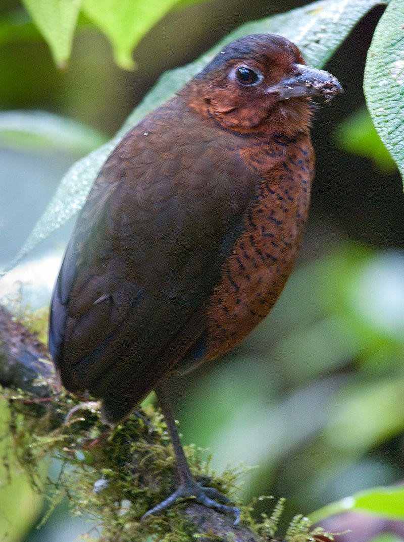 ������ͼƬ