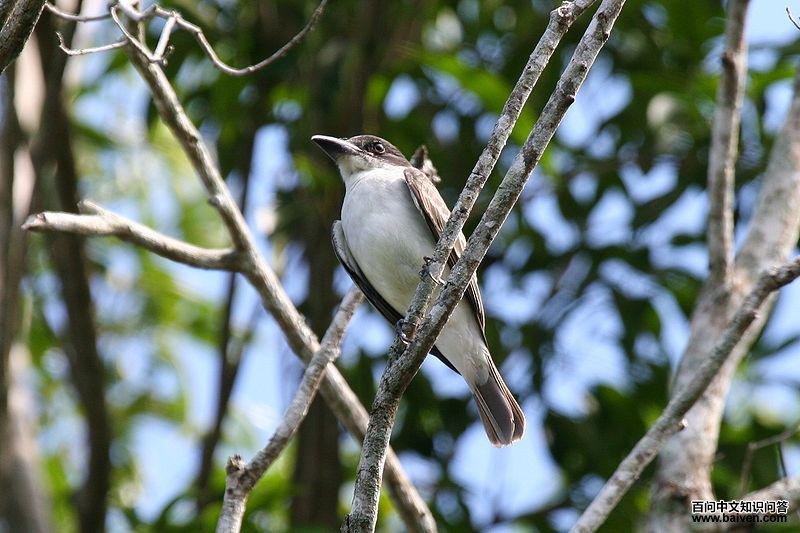 �������l��ͼƬ