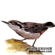 巨鳾 巨鳾的图片