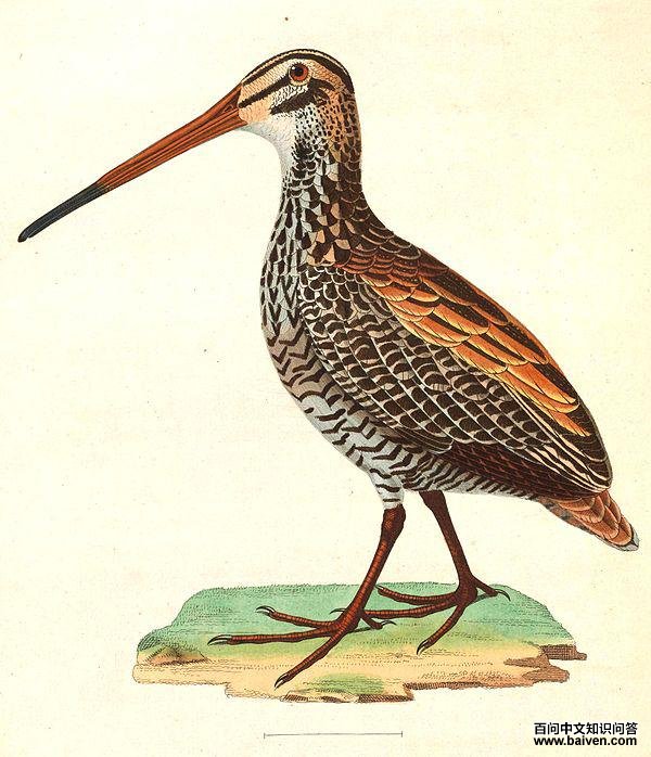 ��ɳ׶��ͼƬ