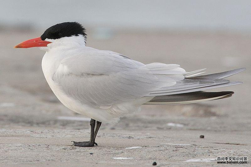 ��Ÿ����ͼƬ