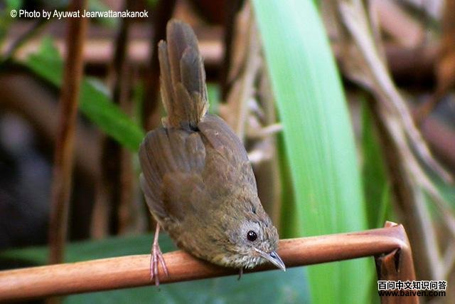 白腹幽鹛 白腹幽鹛的图片
