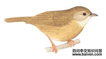 �׸�����