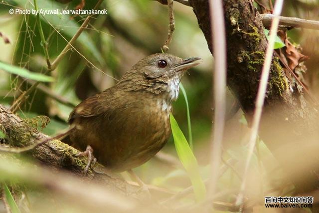 �׸�����