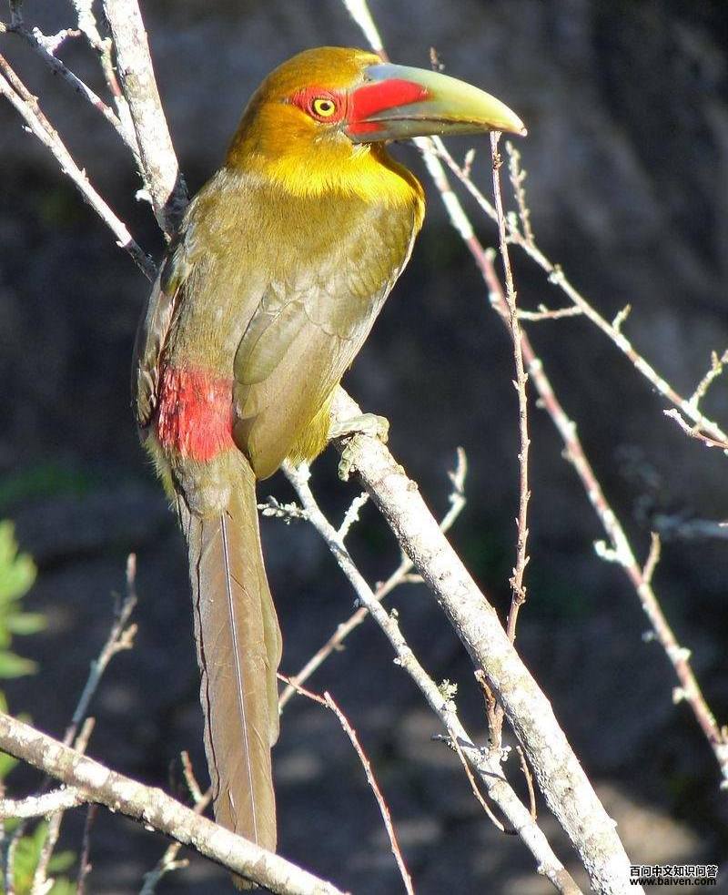 �ٻƾ������ͼƬ