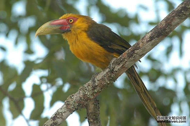 �ٻƾ�����