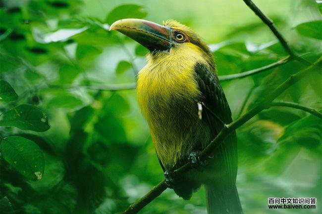 �ٻƾ�����