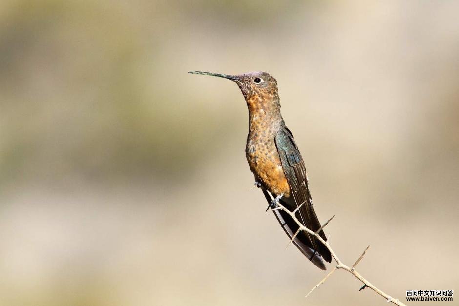 �޷����ͼƬ