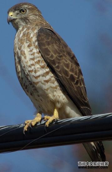 �޳��\��ͼƬ