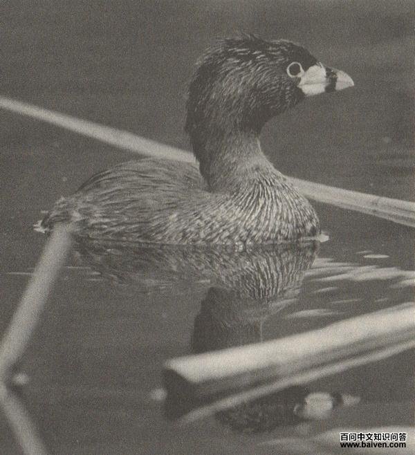 ���G�f��ͼƬ