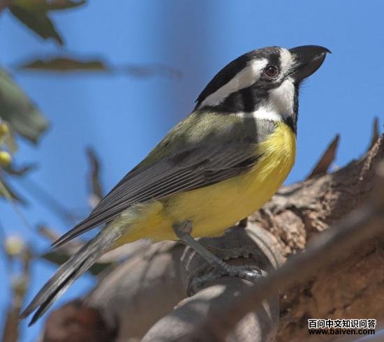 �Vȸ�l��ͼƬ