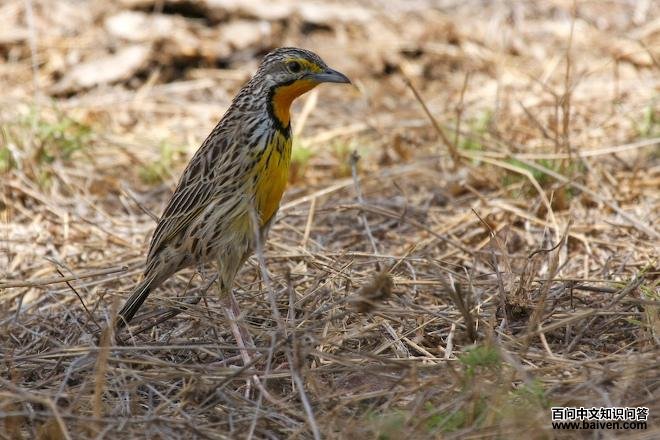 橘红长爪鹡鸰 橘红长爪鹡鸰的图片