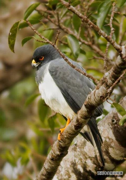 白腹鹰 白腹鹰的图片