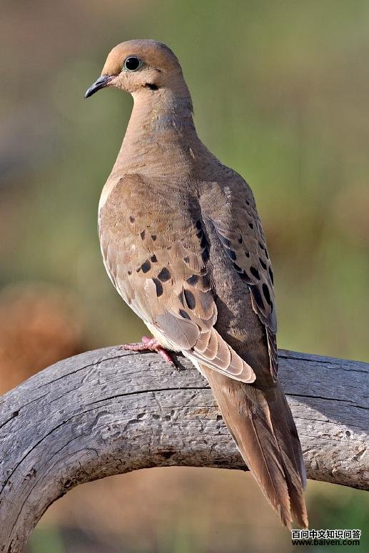 哀鸽 哀鸽的图片