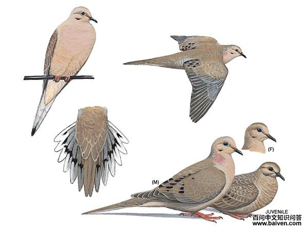 ���룺��̬����ͼ