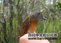 �ۻƸ����ٰ��l��ͼƬ